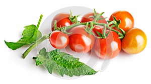 Fresh Tomatoes with green leaves. Tomato vegetables brunch. Vegetable isolated white background.