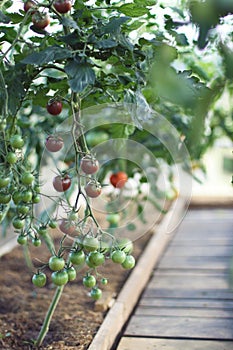 Fresh tomatoes in a greenhouse
