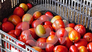 Fresh tomatoes harvested from garden, Don Duong district, Da Lat city, Lam province, Vietnam