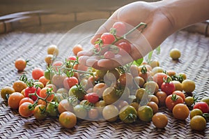 Fresh Tomatoes in mand hand