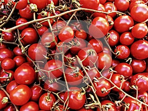 Fresh tomatoes named `datterini`