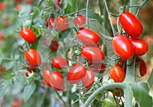 Fresh tomatoes plants