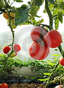 Fresh tomatoes plants