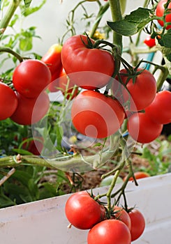 Fresh tomatoes plants