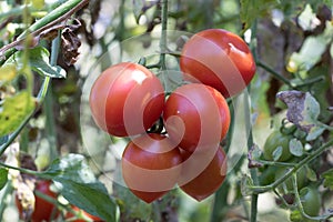 Fresh tomatoes plants tomato.