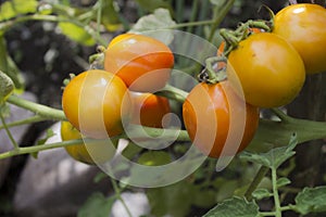 fresh tomatoes on the stem will ripen with green leaves in the home garden