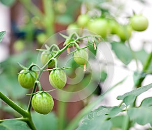 Fresh Tomatoes on the tree