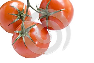 Fresh tomatoes with vine white background