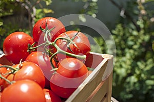 Fresh tomatoes on the vine in a wooden crate