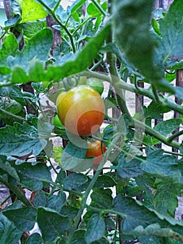 Fresh tomatoes are walking towards ripeness