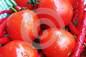 Fresh tomatoes with water droplets