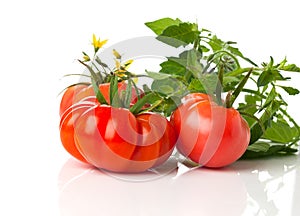 Fresh tomatoes on a white background