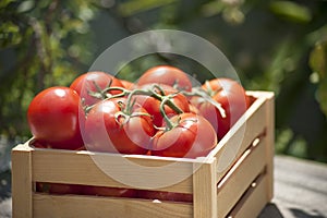 Fresh tomatoes in a wooden crate