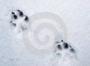 Dog trail on the snow surface