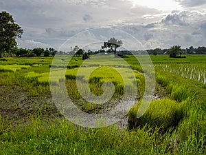 Fresh tranquil evening scene of farmers working in light green rice sprout paddy field with trees, water reflection, village