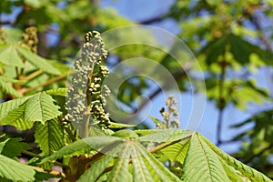 Fresh tree leaves in spring