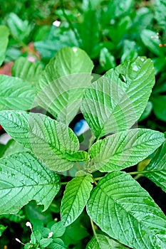 Fresh tree spinach after the rain