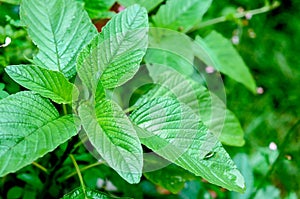 Fresh tree spinach after the rain