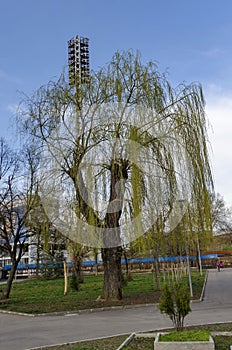 Fresh tree weepmg willow in front of stadium Gerena