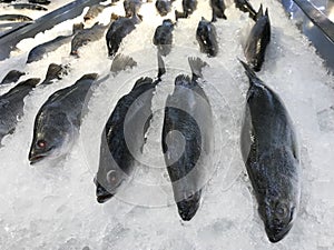 Fresh trevally fish frozen on ice, sold in market