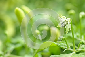 Fresh tropical chili flower.