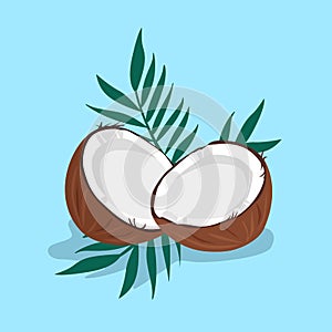 Fresh tropical coconut with palm leaves on bright blue background