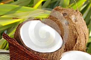 Fresh tropical coconuts photo