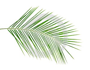 Fresh tropical date palm leaf