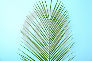 Fresh tropical date palm leaf on color background