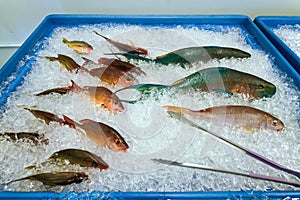 Fresh Tropical Fish on Ice Display at a Small Market