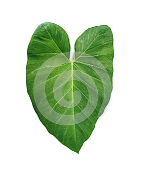 Fresh tropical green leaf of Elephant ear plant isolated on white background without shadow