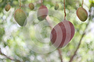 Fresh tropical mango on tree in the garden fruit.