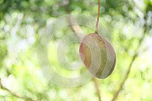 Fresh tropical mango on tree in the garden fruit.