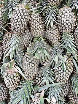 fresh tropical pineapple at RAU market, Serang City, Indonesia