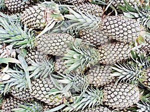 fresh tropical pineapple at RAU market, Serang City, Indonesia