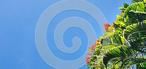 Fresh tropical rain forest green leaves and flowers on blue sky background