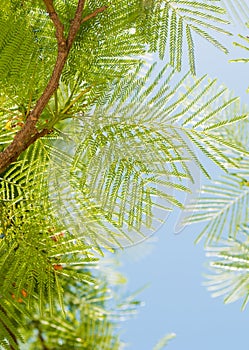 Fresh tropical tree branches