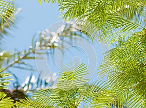 Fresh tropical tree branches