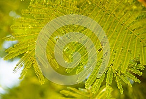 fresh tropical tree branches