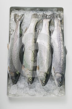 Fresh trout