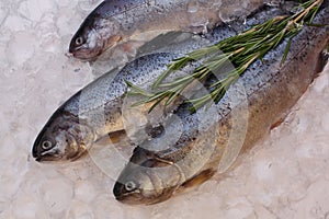 Fresh trout fish on ice