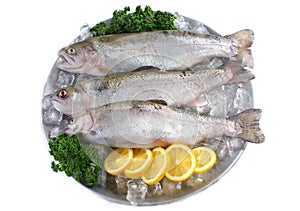 Fresh trout on plate with ice