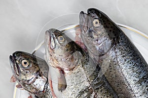 Fresh trout on the plate ready for preparing