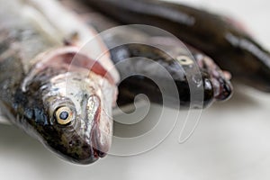 Fresh trout on the plate ready for preparing