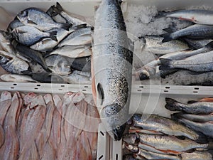 Fresh trout, salmon, soles on ice, catch, fish on market, close up