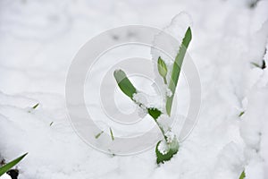 Fresh tulip flower in a garden under snow in April