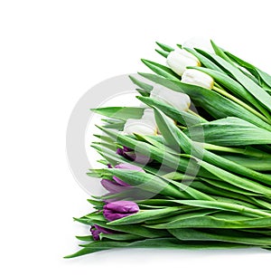 Fresh tulip flowers isolated on white