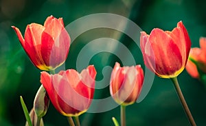 Fresh, tulipe, ÃËpring, flower photo