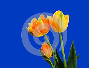 Fresh Tulips