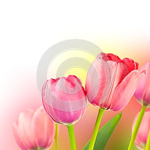 Fresh Tulips on Gentle colors Holiday Background